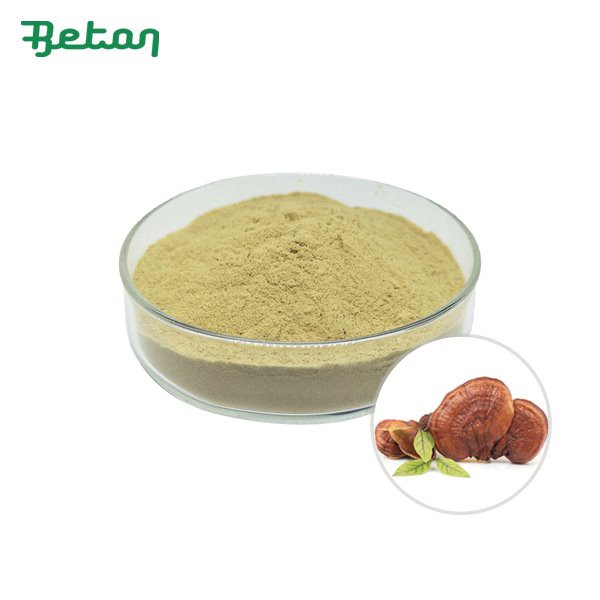 Orgaaniline Ganoderma Lucidum pulber